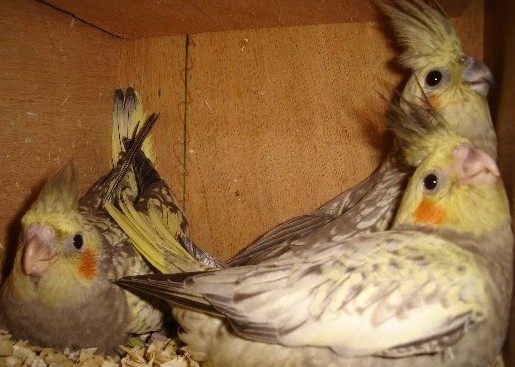 2petits+maman.jpg