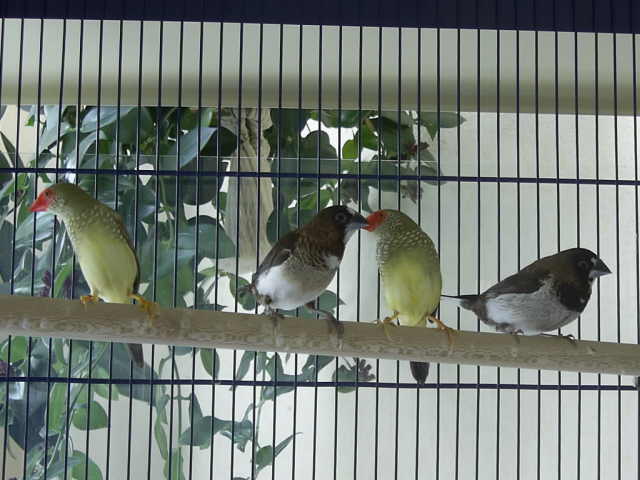 oiseaux1.jpg