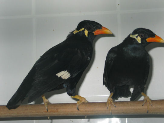 mainate 004.jpg