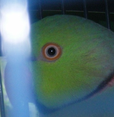collier 2.jpg