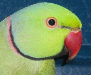 collier 1.jpg