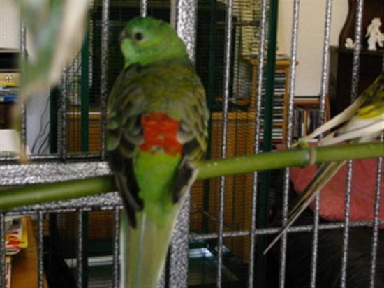 male croupion rouge (Custom).jpg