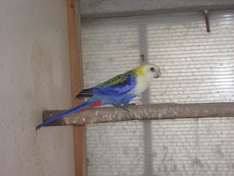 pal 3.JPG