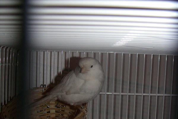 f canaris.JPG