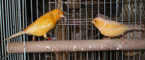 couple canari 01.jpg