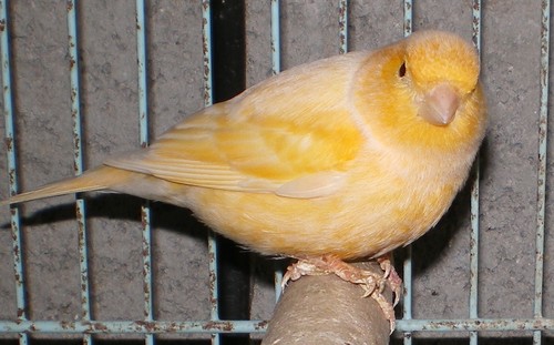 canari femelle 02.jpg