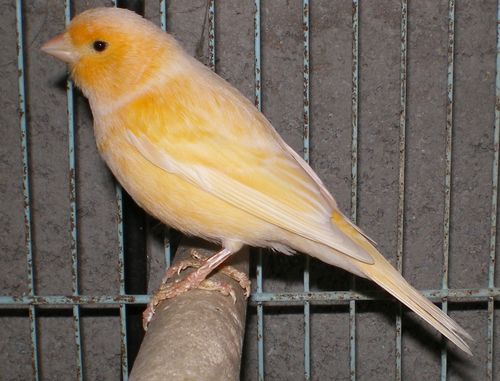 canari femelle 01.jpg