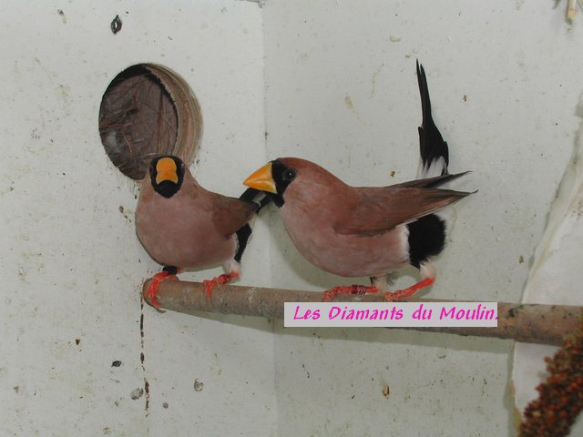 masquÃ©s bs02.jpg