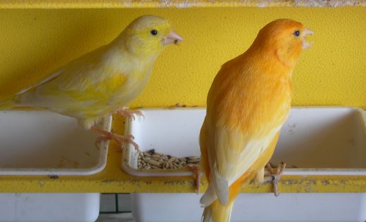 couple haut.JPG