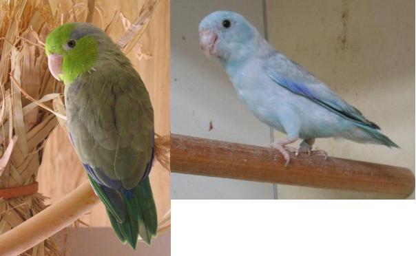 Toui-MÃ¢le_sans nom & Turquoise.JPG