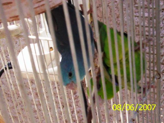 Turquoi et mÃ¢le sans nom le 08-06-07.JPG