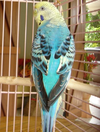 femelle001.jpg