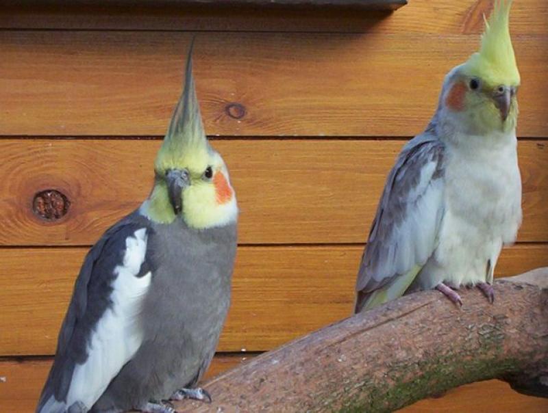 Couple_.jpg