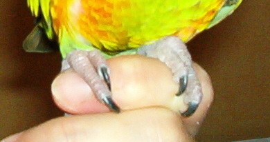 patte face.JPG
