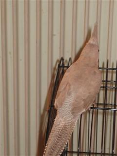 foto diverse 015 (WinCE).jpg