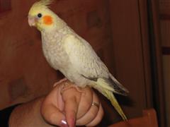 foto diverse 079 (WinCE).jpg