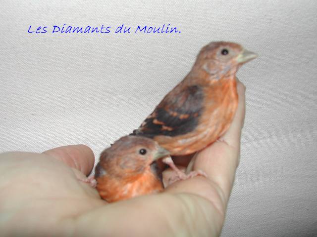 jeunes 2006 jpg.jpg