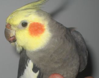 coco.jpg