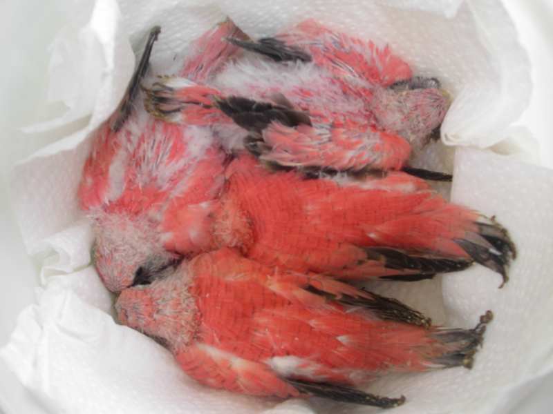 BB pinky0607net.jpg