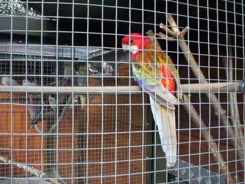 Perruche_Omnicolore 2_.jpg