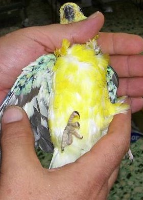 rababuena2.jpg