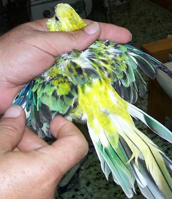 rababuena1.jpg
