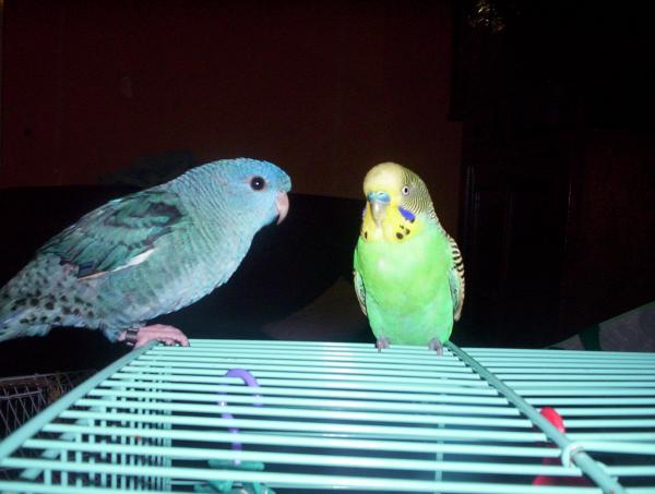 Cohabitation 1.jpg
