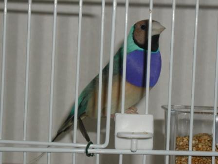 Gould Bleu 1.JPG