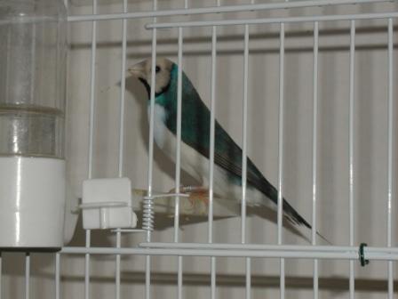 Gould Bleu PB 2.JPG