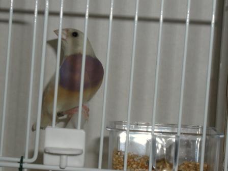 Gould 5.JPG