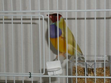 Gould 6.JPG