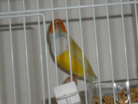 Gould 10.JPG