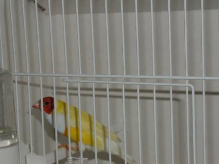 Gould 11.JPG