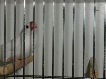 Padda Albino.JPG