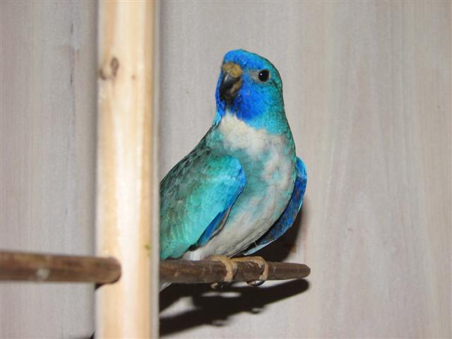 splendide bleue pb (2) (Small).JPG