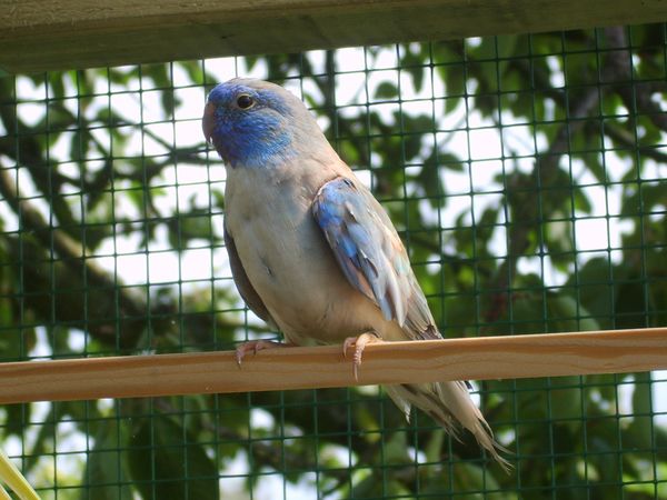 MÃ¢le BLEU-CINNAMON (ARGENTE) PORTEUR INO-CINNAMON [].jpg