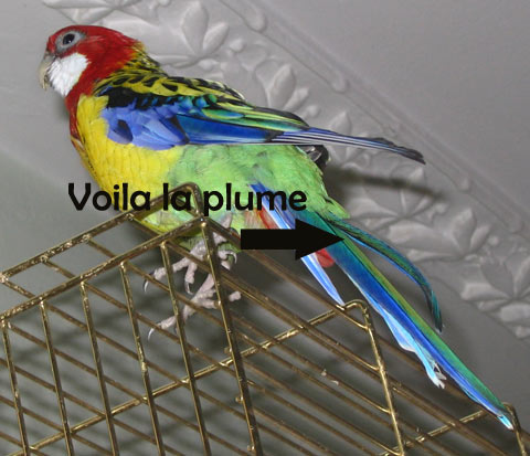 plume-freud.jpg