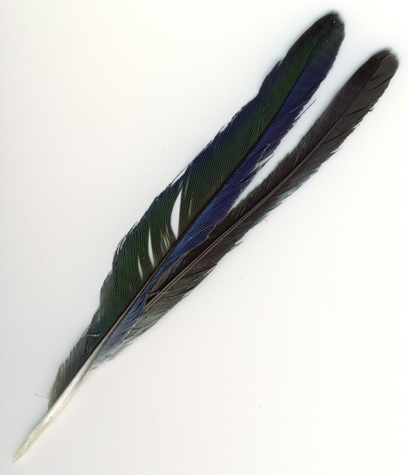 plume-queue-endroit.jpg
