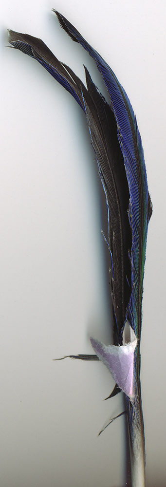 plume-queue1.jpg