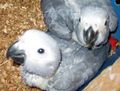 bebe gris.jpg