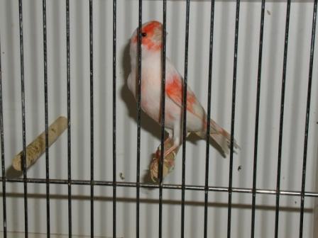 Canari 1.JPG