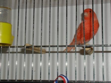 Canari 3.JPG