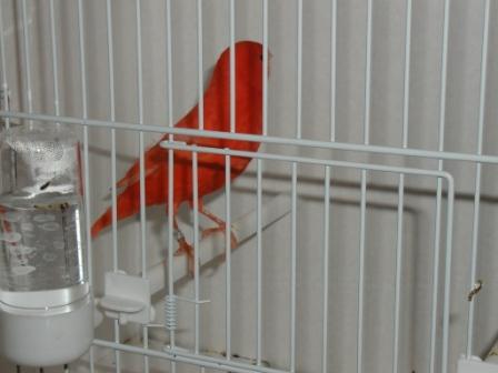 Canari 2.JPG