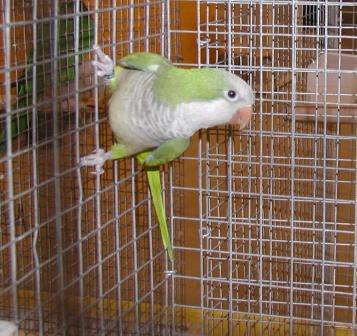 Perruche Souris TS.JPG