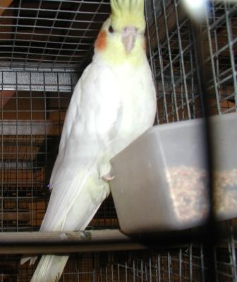 Calopsitte Lutino.JPG
