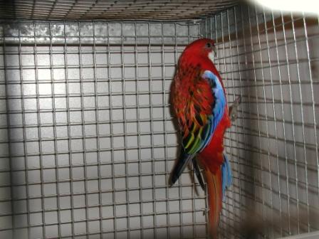 Omnicolore Opaline MÃ¢le.JPG