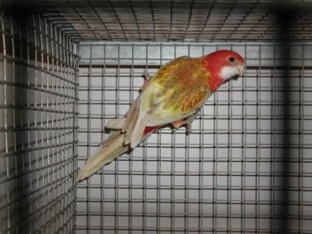 Omnicolore Opaline Cinnamon Femelle.JPG