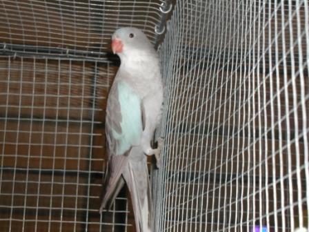 Princesse  Bleue.JPG