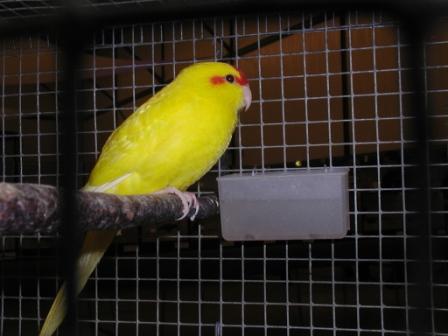 Kakariki Jaune Yeux Noirs.JPG
