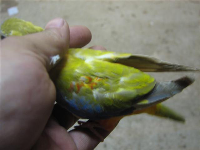 turq (8).jpg